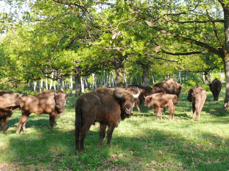 Wisent