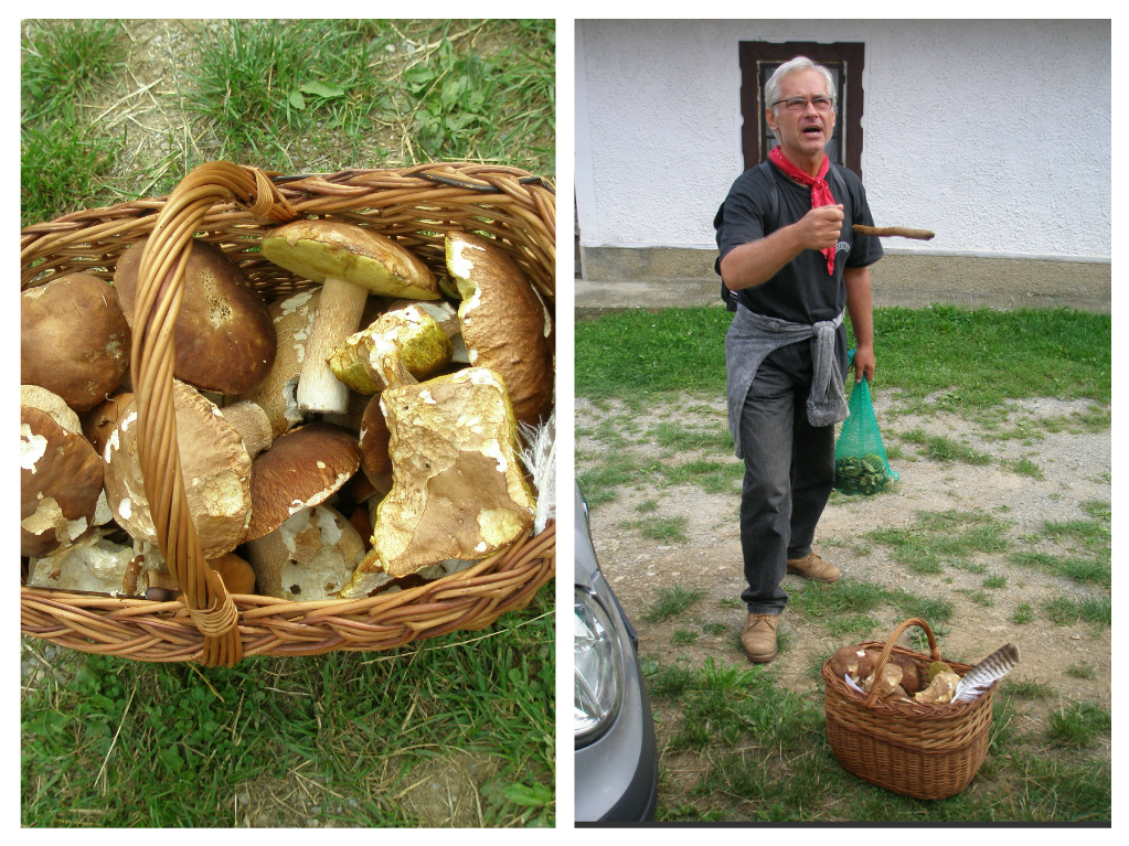 Paddenstoelen Zoeken